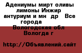 Адениумы,мирт,оливы,лимоны,Инжир, антуриум и мн .др - Все города  »    . Вологодская обл.,Вологда г.